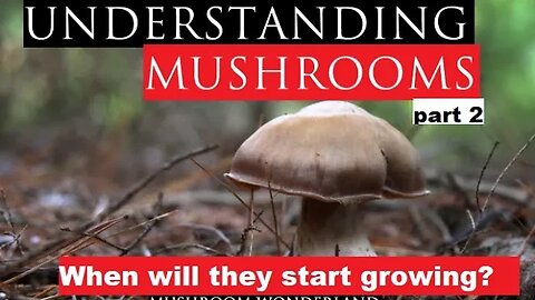 Understanding Mushrooms: Part 2