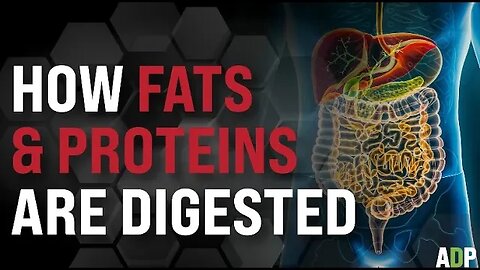 HOW FATS AND PROTEINS ARE DIGESTED