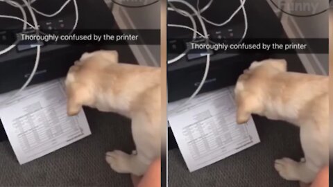 The dog feel so confused to the printer machine