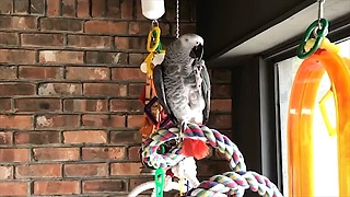 Imaginative Parrot Eats An Air Cookie