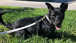 VIDEO: Dog struck by hit-and-run driver in Boynton Beach