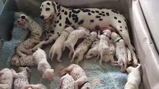 새로 태어난 새끼 동물들의 모습을 촬영한 마음을 따뜻하게 해주는 영상