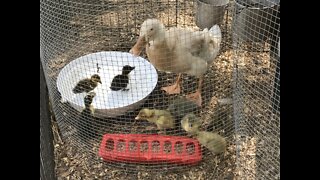 Successful Broody Duck Hen