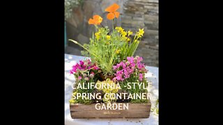 SPRING CONTAINER GARDEN with California Spring Blooming 🪴 Plants -Unique! Shirley Bovshow