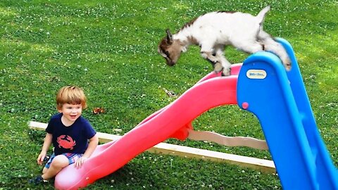 Babies playing with Goats on Slides