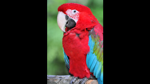 Parrot Intelligent World Animals HaHa