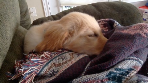 Puppy chirps and runs during nap time