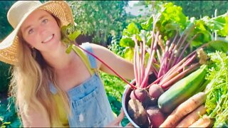 WHAT I AM EATING ORGANIC GARDEN HARVEST 2022 - Potatoes, Corn, Grapes 🌻🐝