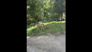 Deer