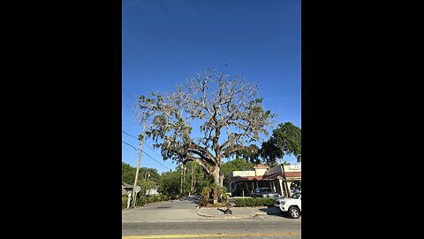 All my trees in Florida are dying, so sad