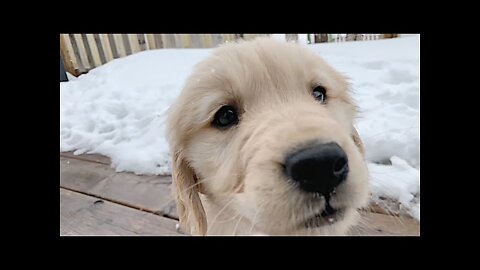 ADORABLE GOLDEN RETRIEVER PUPPY! *1 minute stress relief video*