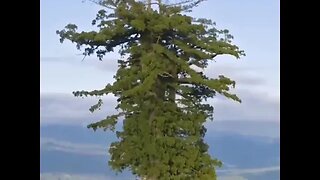 Amazing Trees