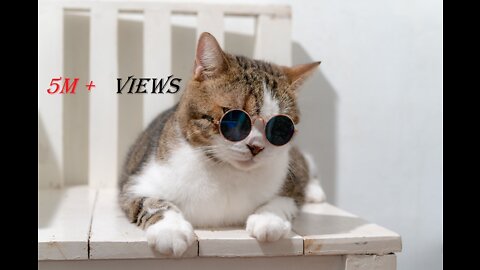 Cat Vibing To Ievan Polkka (Official Video HD) Cat Vibing To Music | Cat Vibing Meme