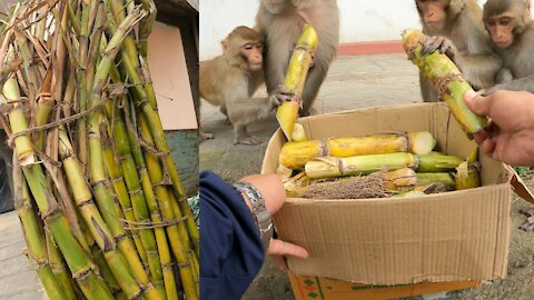 monkey love sugarcane || A kind man feeding sugarcane to the wild monkey || feeding wild monkey