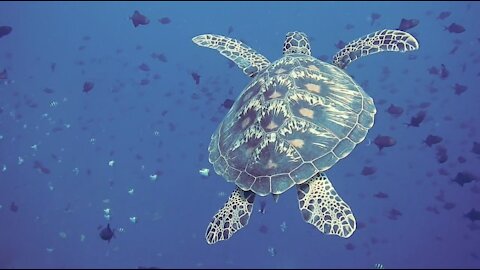 Sea Turtle Underwater