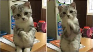 The adorable begging cat!