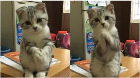 The adorable begging cat!