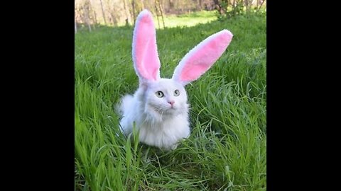 This is Cat 🐈 NOT Rabbit 🐇