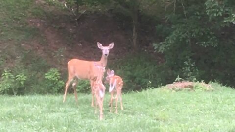 Amazingly rare footage of adorable twin baby deer