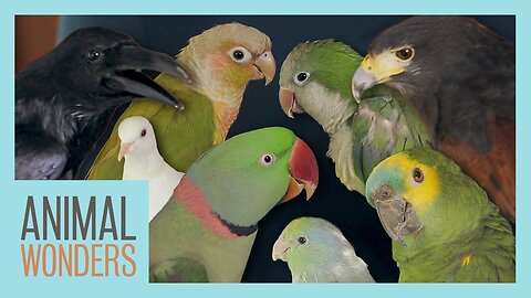 All Of Our Birds! | IMRAN ASHRAF ISMAEEL