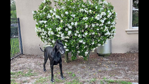 Beautiful Black Great Dane Sniffs Gardenia Bush In Bloom