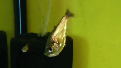 Vampire fish (HYDROLYCUS SCOMBEROIDES) hunting live fish