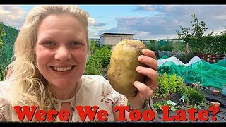 Did We Harvest Our Potatoes Too Late? :Allotment Garden