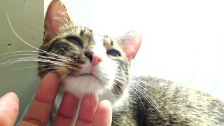 Kitten Likes His Neck Being Scratched