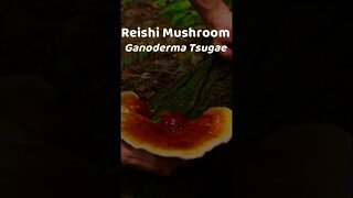 Paul Stamets on Reishi Mushroom Lesser Known Properties. Foraging Wild Reishi Medicinal #shorts