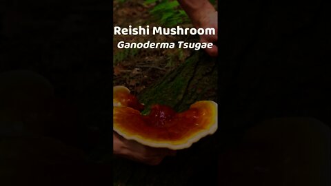 Paul Stamets on Reishi Mushroom Lesser Known Properties. Foraging Wild Reishi Medicinal #shorts