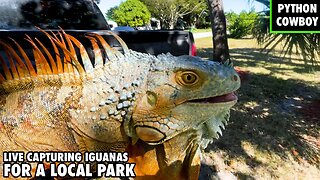 I Was Hired To Live Capture Iguanas For A Local Park