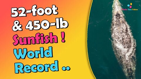 Record Breaking Sunfish Video