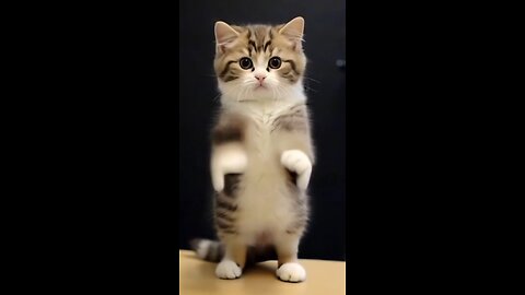 cat cartoon dance