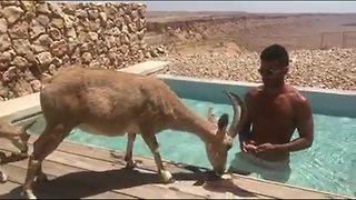 Beresheet - Israel | Gazelle Feeding Time