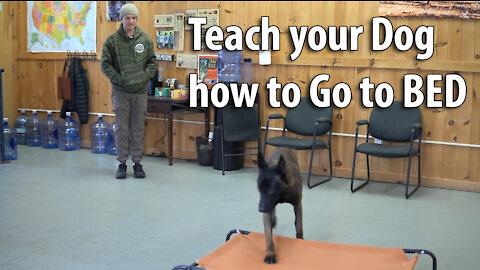 How to Teach your Dog to go to Bed instantly on Command