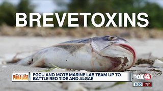 FGCU and MOTE Marine Laboratory team up to battle harmful algal blooms