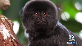 Police: 12-year-old monkey stolen from the Palm Beach Zoo