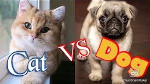 Part 3 - Funny Cats And Dogs | dogs vs cats Funny Animals Compilation