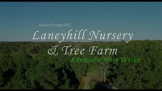 Laneyhill Nursery & Tree Farm 4k Union County NC