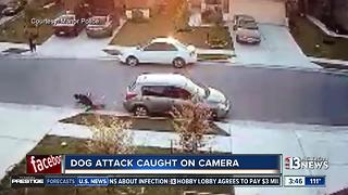 Dog attack in Texas caught on camera