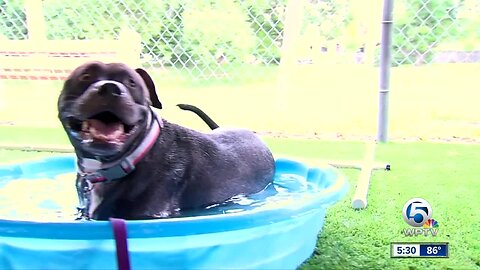 Palm Beach Care and Control keeping dogs cool this summer