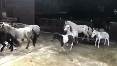 Funny and Cute Horse Videos Compilation cute moment of the horses- Cutest Horse #5-9