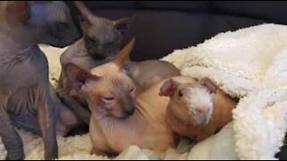 Hairless Guinea pig thinks he's a Sphynx cat