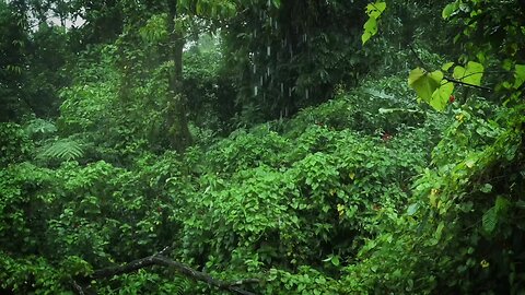 Rainforest Rain Sounds For Sleeping Or Studying 🌧️