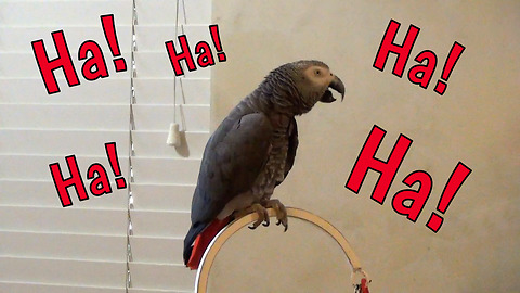 Hysterically parrot has case of the giggles