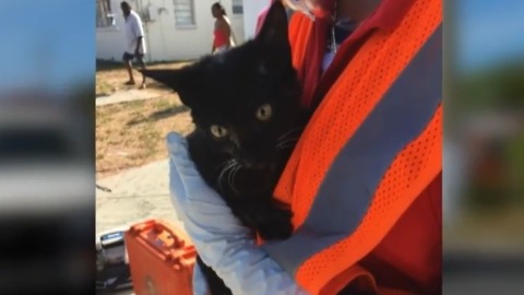 2 people, cat saved from WPB home during fire