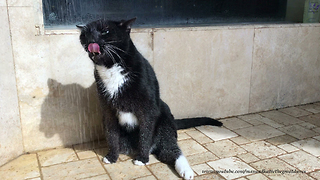 Cat enjoys his very last shower