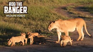 Lots Of Lion Cubs | Maasai Mara Safari | Zebra Plains