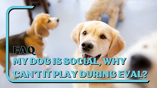 FAQ: My Dog Is Friendly, Why Can't It Play During The Evaluation? Dogs Need Time To Settle In