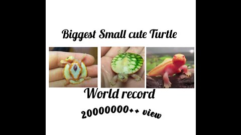 World Smallest Turtle | Cute Turtle |